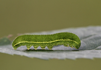 American Snout caterpillar